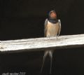 Hirundo rustica